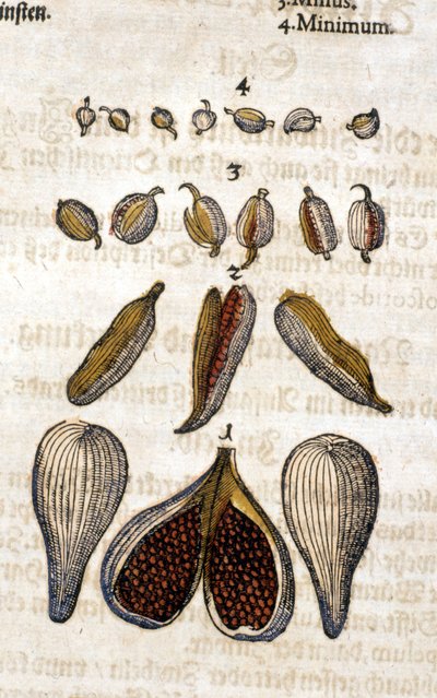 La cardamome. Gravure - dans « Kreutterbuch Dess Hochgelehrten unnd weitberuhmten Herrn D. Petri Andreae Matthioli » de Pietro Andrea Mattioli. Francfort - Pietro Andrea Mattioli