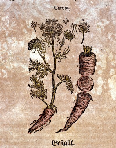 La carotte. Gravure - dans « Kreutterbuch Dess Hochgelehrten unnd weitberuhmten Herrn D. Petri Andreae Matthioli » par Pietro Andrea Mattioli (Matthiole) (1500-1577). Francfort - Pietro Andrea Mattioli