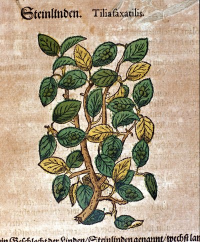 Le tilleul. Gravure - dans "Kreutterbuch Dess Hochgelehrten unnd weitberuhmten Herrn D. Petri Andreae Matthioli" par Pietro Andrea Mattioli (Matthiole) (1500-1577). Francfort - Pietro Andrea Mattioli