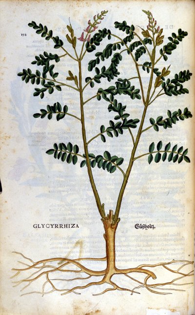 La réglisse. Gravure - dans "Kreutterbuch Dess Hochgelehrten unnd weitberuhmten Herrn D. Petri Andreae Matthioli" par Pietro Andrea Mattioli (Matthiole) (1500-1577). Francfort - Pietro Andrea Mattioli