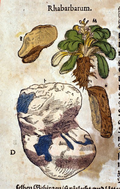 La rhubarbe. Gravure - dans "Kreutterbuch Dess Hochgelehrten unnd weitberuhmten Herrn D. Petri Andreae Matthioli" par Pietro Andrea Mattioli (Matthiole) (1500-1577). Francfort - Pietro Andrea Mattioli