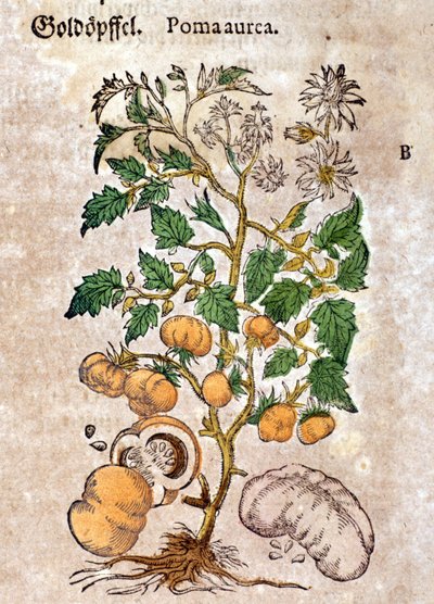 Tomate. Gravure - dans «Kreutterbuch Dess Hochgelehrten unnd weitberuhmten Herrn D. Petri Andreae Matthioli» par Pietro Andrea Mattioli (Matthiole) (1500-1577). Francfort - Pietro Andrea Mattioli