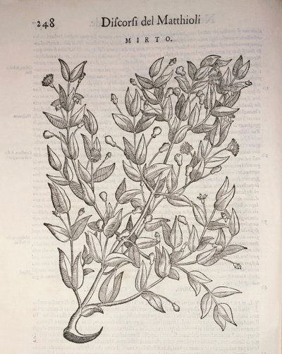 Véritable myrte (Myrtus communis), gravure de Pier Andrea Mattioli - Pietro Andrea Mattioli