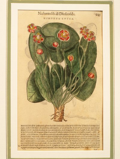 Nénuphar jaune (Nymphaea lutea) - Pietro Andrea Mattioli