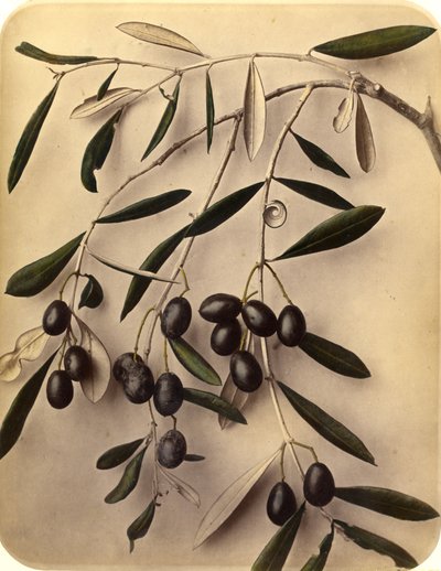 Olives, années 1870 - Pietro Guidi