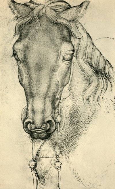 Tête de cheval, vers 1420-1455, 1943 - Antonio Pisanello