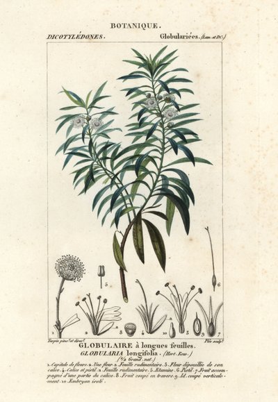 Globulaire à feuilles de saule, Globularia salicina - Plee Plee