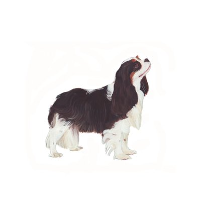 Épagneul Cavalier King Charles, 2011 (aquarelle et gouache sur papier) - Polly Horner