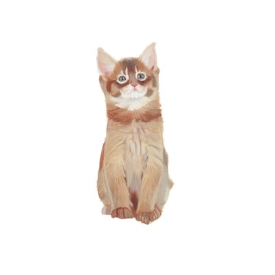 Chaton somalien, 2014 (aquarelle et gouache sur papier) - Polly Horner