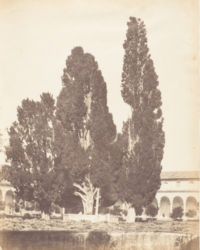 Vieux cyprès dans le couvent chartreux, Rome, 1853-56 - Possibly by Jane Martha St. John.