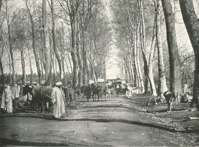 Foire et marché arabe, Boufarik, Algérie, 1895 - Poulton and Co