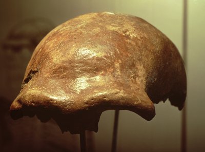 Crâne de Néandertal - Prehistoric