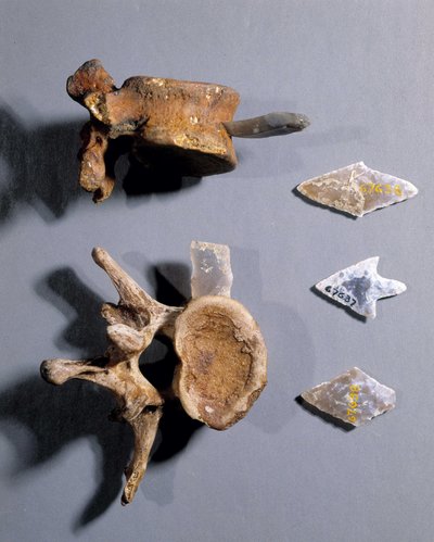 Silex avec os préhistorique, Musée des Antiquités Nationales - Prehistoric Prehistoric
