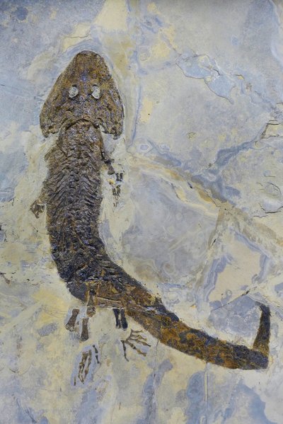 Empreinte fossile de Sclerocephalus sp, amphibien du Permien - Prehistoric Prehistoric