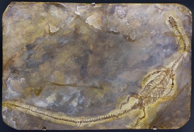 Fossile de Hyphalosaurus lingyuanensis (objet) - Prehistoric Prehistoric