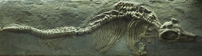 Fossile d