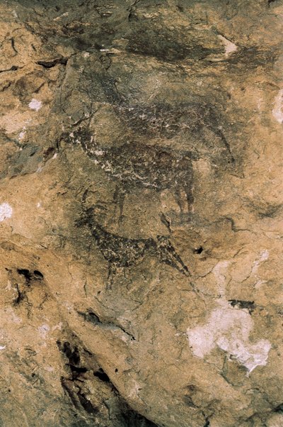 Art rupestre mésolithique : Cerfs et chèvres (8000-7000 av. J.-C.), Espagne, Bicorp, Grotte de La Araña - Prehistoric Prehistoric