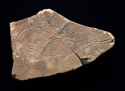 Pétroglyphe représentant un cerf, grotte de Parpallo, Espagne. Paléolithique supérieur, Solutréen - Prehistoric Prehistoric