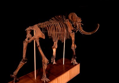 Préhistoire, dinosaure : squelette de mammouth, Paris, musée d