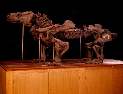 Préhistoire ; dinosaures : squelette d