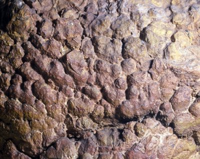Préhistoire : roche de Collenia, stromatolithe d