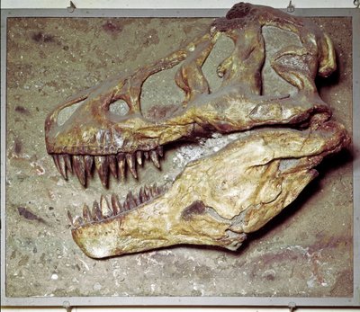 Préhistoire : crâne de dinosaure Tyrannosaurus rex (T Rex ou tyrannosaure). Période du Crétacé. Museo civico di storia naturale, Milan - Prehistoric Prehistoric