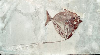 Préhistoire : fossile de poisson Mene Rhombea du site du Mont Bolca (Italie). Période Éocène. Museo civico di storia naturale, Milan - Prehistoric Prehistoric