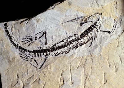 Préhistoire : fossile de Mesosaurus, ère paléozoïque, période permienne. Trouvé à Minas Gerais, Brésil. - Prehistoric Prehistoric
