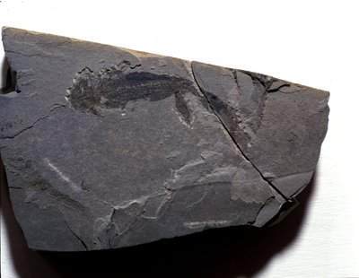 Préhistoire : période permienne, ère paléozoïque. Fossile de Branchiosaurus (Brachiopode). Trouvé à Rotliegen en Allemagne - Prehistoric Prehistoric