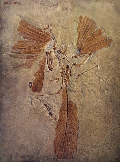Préhistoire : fossile d