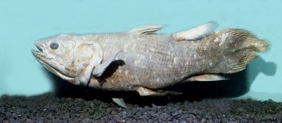 Préhistoire : copie de coelacanthe empaillé (Latimeria chalumnae) - Prehistoric Prehistoric