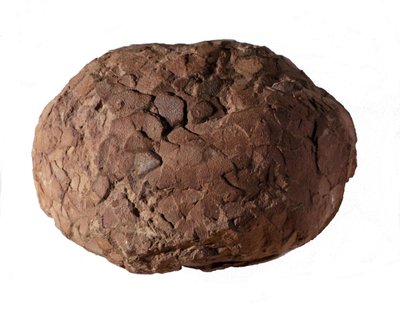 Préhistoire : œuf de dinosaure trouvé en Provence. Ère mésozoïque, période jurassique - Prehistoric Prehistoric