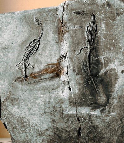Préhistoire : fossile de dinosaure pachycéphalosaure. Période crétacée. Museo civico di storia naturale, Milan - Prehistoric Prehistoric