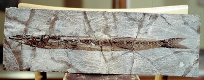 Préhistoire : fossile de poisson Sphyraena Bolcensis du site du Mont Bolca (Italie) - Prehistoric Prehistoric