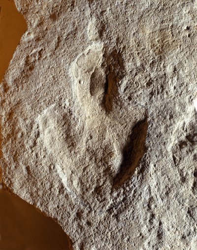 Préhistoire : empreinte fossile de dinosaure. Ère mésozoïque, période jurassique. trouvée en ex-Yougoslavie - Prehistoric Prehistoric