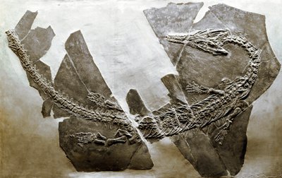 Préhistoire : fossile du reptile aquatique Askeptosaurus italicus de Besano (Italie) - Prehistoric Prehistoric