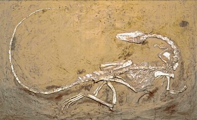 Préhistoire : fossile du dinosaure Coelophysis. Période du Trias supérieur. Museo civico di storia naturale, Milan - Prehistoric Prehistoric