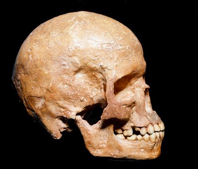 Préhistoire : crâne fossile d