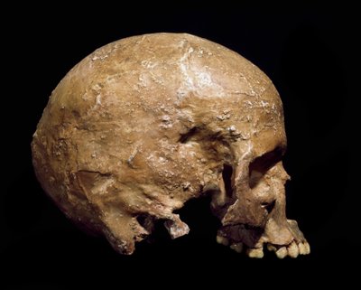 Préhistoire : crâne fossile d