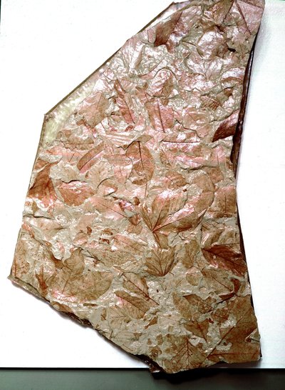 Préhistoire : feuilles fossilisées du Piémont (Italie). Période du Quaternaire inférieur. Museo civico di storia naturale, Milan - Prehistoric Prehistoric