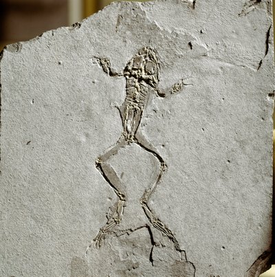 Préhistoire : fossile de grenouille du site de Pueyoi da Tervel en Espagne - Prehistoric Prehistoric