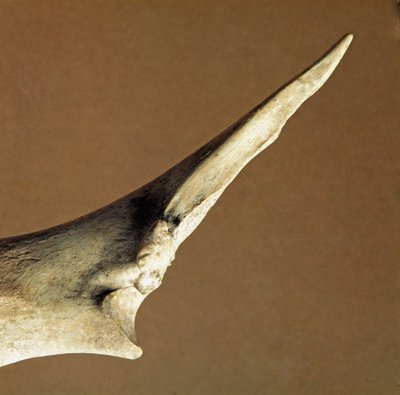 Préhistoire : couteau en ulna de bœuf de la Nécropole d