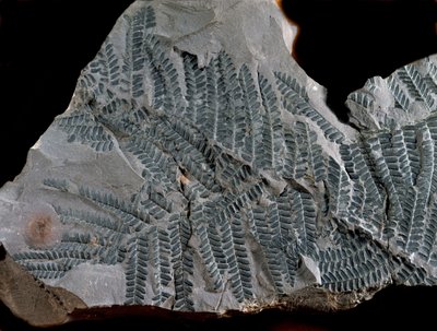 Préhistoire : période du carbonifère supérieur. Fossile d