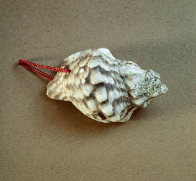 Préhistoire : coquille de Triton nodifer percée, utilisée comme sifflet de la nécropole de l