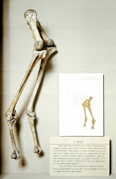 Préhistoire : squelette des pattes de Moa Dinornis, oiseaux fossiles géants de Nouvelle-Zélande qui ne volent pas - Prehistoric Prehistoric