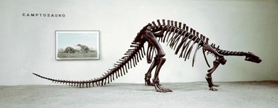 Préhistoire : squelette du dinosaure camptosaure (Camptosaurus Browni) - Prehistoric Prehistoric