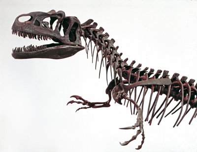 Préhistoire : squelette du dinosaure Allosaurus fragilis. Période du Jurassique supérieur. Museo civico di storia naturale, Milan - Prehistoric Prehistoric
