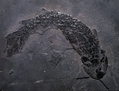 Préhistoire : espèce de fossile Gyroptichus, ère paléozoïque, période dévonienne. Trouvé en Écosse - Prehistoric Prehistoric