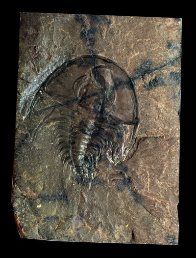 Préhistoire : fossile de trilobite Olenellus (arthropode). Âge du Paléozoïque, période du Cambrien. Trouvé en Utah, États-Unis - Prehistoric Prehistoric