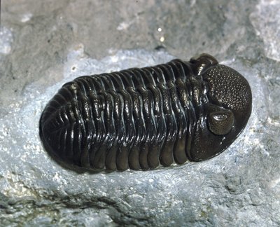 Préhistoire : trilobite Phacops Rana fossile (arthropode). Âge du Paléozoïque, période du Dévonien. Trouvé dans l